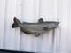 29 inch channel catfish mount in stock