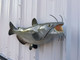 29 inch channel catfish fish mount in stock
