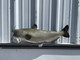 31 inch channel catfish mount for sale