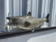31 inch channel catfish fish mount in stock