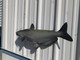 In Stock 34 Inch Channel Catfish Fish Mount - Flank View