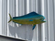 In Stock 37 Inch Cow Dolphin Fish Mount - Head View