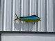 In Stock 37 Inch Cow Dolphin Fish Mount
