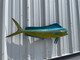 In Stock 37 Inch Cow Dolphin Fish Mount - Flank View