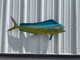 In Stock 37 Inch Cow Dolphin Fish Mount - Side View
