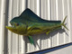 51 Inch Cow Dolphin Fish Mount - Side View
