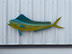 51 inch cow dolphin fish mount for sale