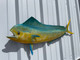 42 Inch Cow Dolphin Half Sided Fish Replica