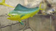 51" Cow Dolphin 3D Fish Mount Replica - Suspension Mount