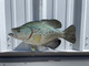 17 Inch Crappie Fish Full Mount - Side View