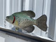 17 Inch Crappie Full Mount Fish Replica - Flank View