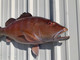 42" Cubera Snapper Half Mount Fish Replica