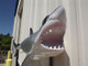 53 inch great white shark mount replica