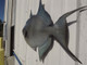 28" Grey Triggerfish Half Mount Replica