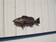 32 inch black grouper full sided fish mount replica far view