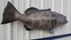 48 inch black grouper fish mount full sided replica tail view