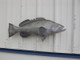 38 inch gag grouper fish mount