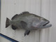 38 inch gag grouper fish replica