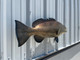38 inch gag grouper fish reproduction for sale