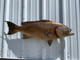 40 Inch Scamp Grouper Full Mount - Side View