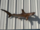 48 Inch Hammerhead Shark Mount - Side View