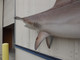 82 inch hammerhead shark reproduction