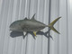 26 inch jack crevalle fish mount in stock