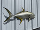 40 Inch Jack Crevalle Half Mount - Flank View