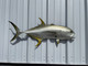 40 Inch Jack Crevalle Half Mount Fish Replica