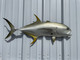 40 Inch Jack Crevalle Fish Mount - Side View
