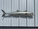 49 Inch Kingfish Fish Half Mount - Side View