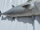 49 Inch Kingfish Fish Mount - Bely View