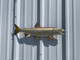 24 Inch Lake Trout Half Mount Fish Replica