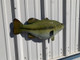 23" Largemouth Bass Half Mount Fish Replica - Right Facing