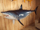 105" Mako Shark Full Mount