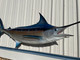 116 Inch Blue Marlin Fish Mount - Head View