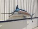 120 inch blue marlin fish mount for sale