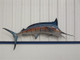 98 inch blue marlin fish mount