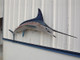 84" Striped Marlin Full Mount