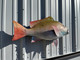 30 Inch Mutton Snapper Fish Mount - Flank View