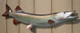 36" Northern Pike Half Mount Fish Replica