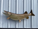 In Stock 45 Inch Northern Pike Fish Mount - Side View