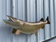 In Stock 45 Inch Northern Pike Full Mount - Head View