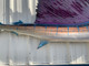 121 inch pacific sailfish full mount fish replica close up