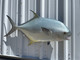 37 Inch Permit Fish Mount