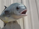 Permit Fish Mount - 40" Two Sided Wall Mount Fish Replica