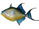 24" Queen Triggerfish Half Mount Replica