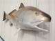 40 inch redfish half sided mount