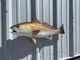 27 inch redfish fish mount in stock