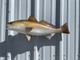 27 inch redfish full mount fish replica for sale